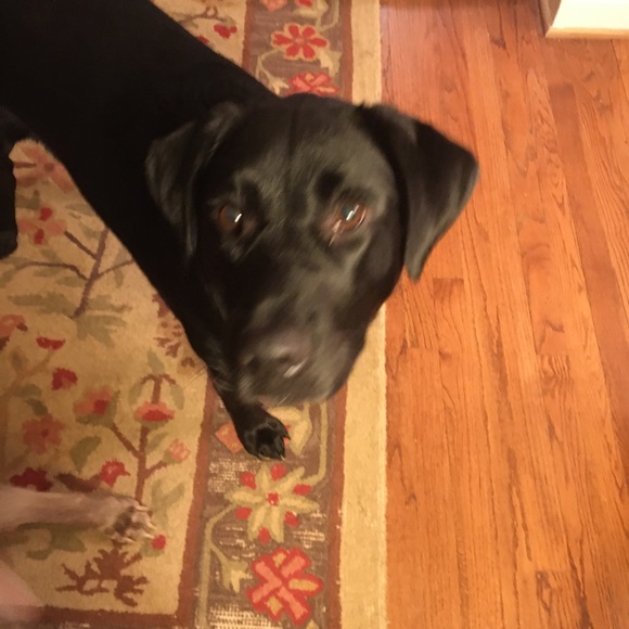 doglover1324